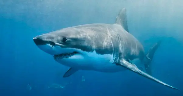 Droomuitleg van "Haai"